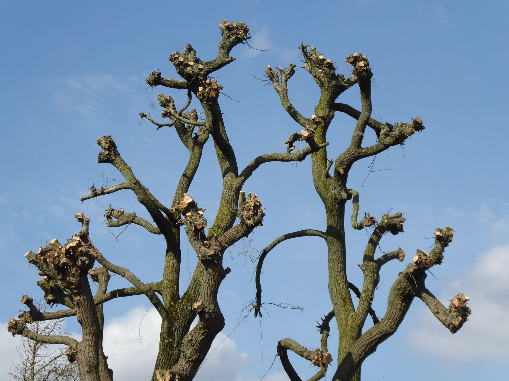 Baumpflege